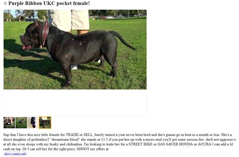 DO NOT MESSAGE ME IF YOU CANT READ THE ENTIRE DESCRIPTION. . Craigslist bloomington indiana pets